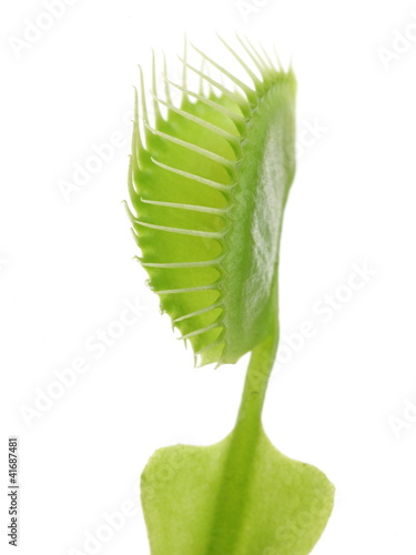 Photo: Dionaea muscipula Dionaea muscipula