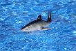 Toy shark in swimming pool Toy shark in swimming pool