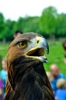 Steinadler