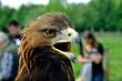 Steinadler