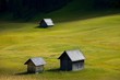 Meadow
