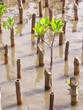Reforestation