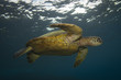 Green Turtle