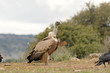 Un buitre leonado en el campo