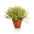 Foto: Lemon Thyme Lemon Thyme