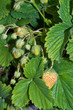 pianta di fragola
