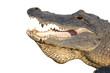 Head of an American alligator isolated on white