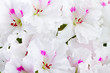 geranium flower