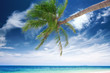 palm