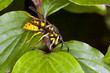 Wasp