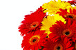 flower gerber