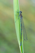 Coenagrion puella