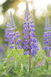 Wild Lupines