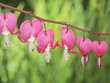 Old-Fashioned bleeding-heart