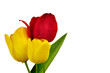 tulipany