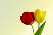 tulipany
