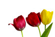 tulipany