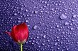 tulipany