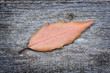 Dry leaf in autumn on wooden board Dry leaf in autumn on wooden board