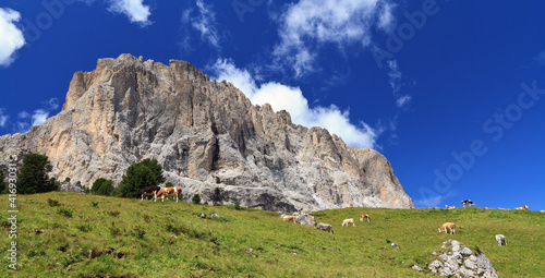 Photo: Dolomiti - cows beneath Sassolungo mount Dolomiti - cows beneath Sassolungo mount