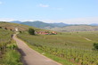 Vignoble d'Alsace