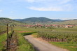 Vignoble alsacien