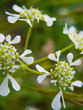 Wild white flowers