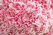 Foto: White-pink carnations background White-pink carnations background