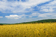 On a meadow wheat grows