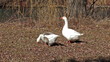 Two White Geese