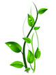 Green sprout with drops at leaves