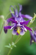 Akelei / Columbine / Aquilegia spec.