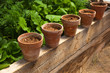 Terracotta pots with soil Terracotta pots with soil