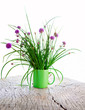 Chives Chives