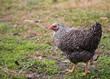 Walking chicken