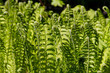 Photo: young fern leaf. nature background young fern leaf. nature background