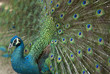 Detail of beautiful peacock with feathers.