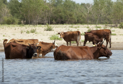 Photo: Cows at a riverbank Cows at a riverbank