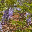 Wisteria plant