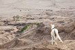 White horse against desert
