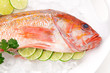 Raw Wild Rockfish