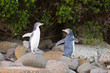 Juvenile NZ Yellow-eyed Penguins or Hoiho on shore