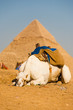 Sad White Camel Pyramid Giza Cairo Sad White Camel Pyramid Giza Cairo