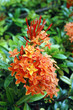 Orange flowers (Asoka, Saraca Asoca )