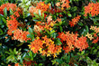 Orange flowers (Asoka, Saraca Asoca )