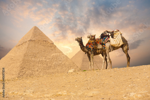 Photo: Double Camel Giza Pyramids Double Camel Giza Pyramids