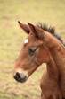 young foal has his first steps in the meadow young foal has his first steps in the meadow
