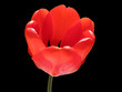 red tulip over black