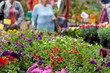 Blumenstand auf derm Wochenmarkt