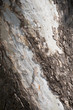 Photo: Bark Rough and Smooth Bark Rough and Smooth